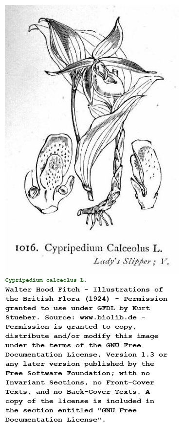 Cypripedium calceolus L.